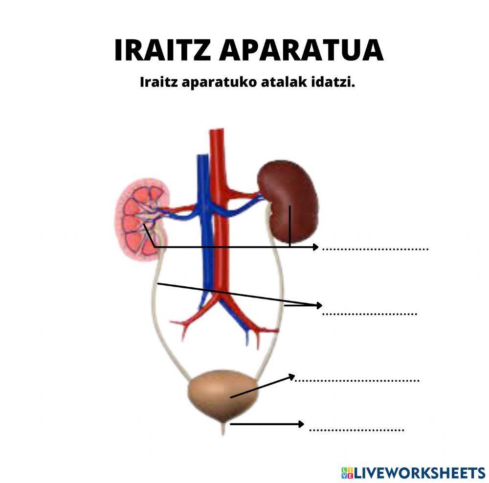 Iraitz apatua
