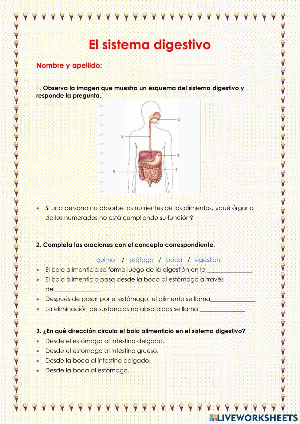 El sistema digestivo