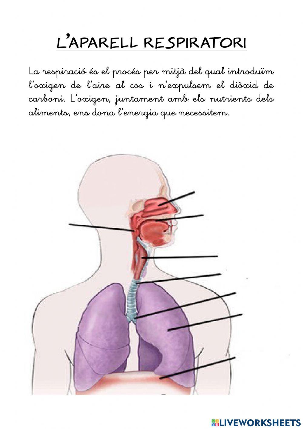 Aparells del cos humà