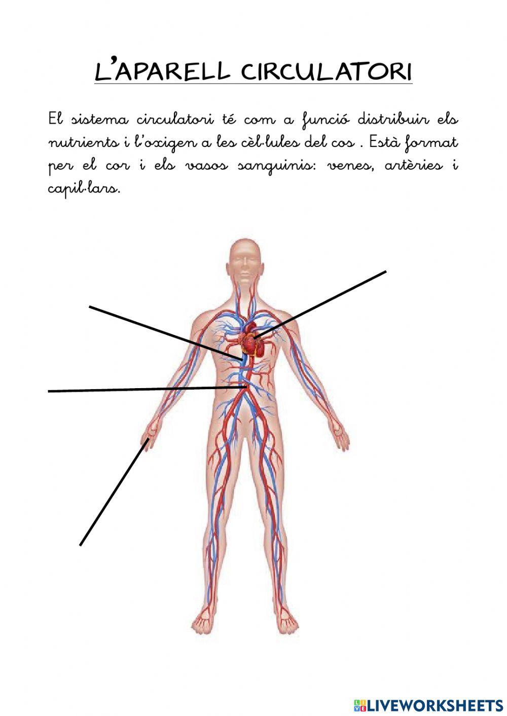 Aparells del cos humà