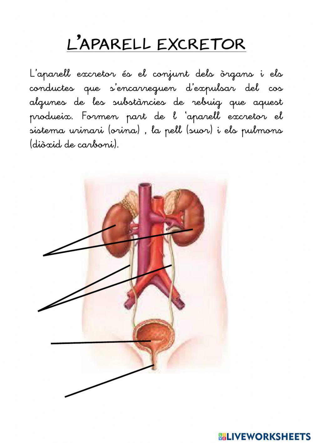 Aparells del cos humà
