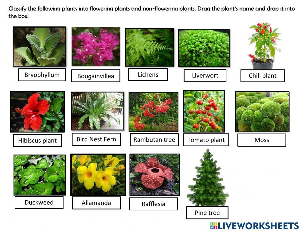 Classifying Flowering and non-flowering plants