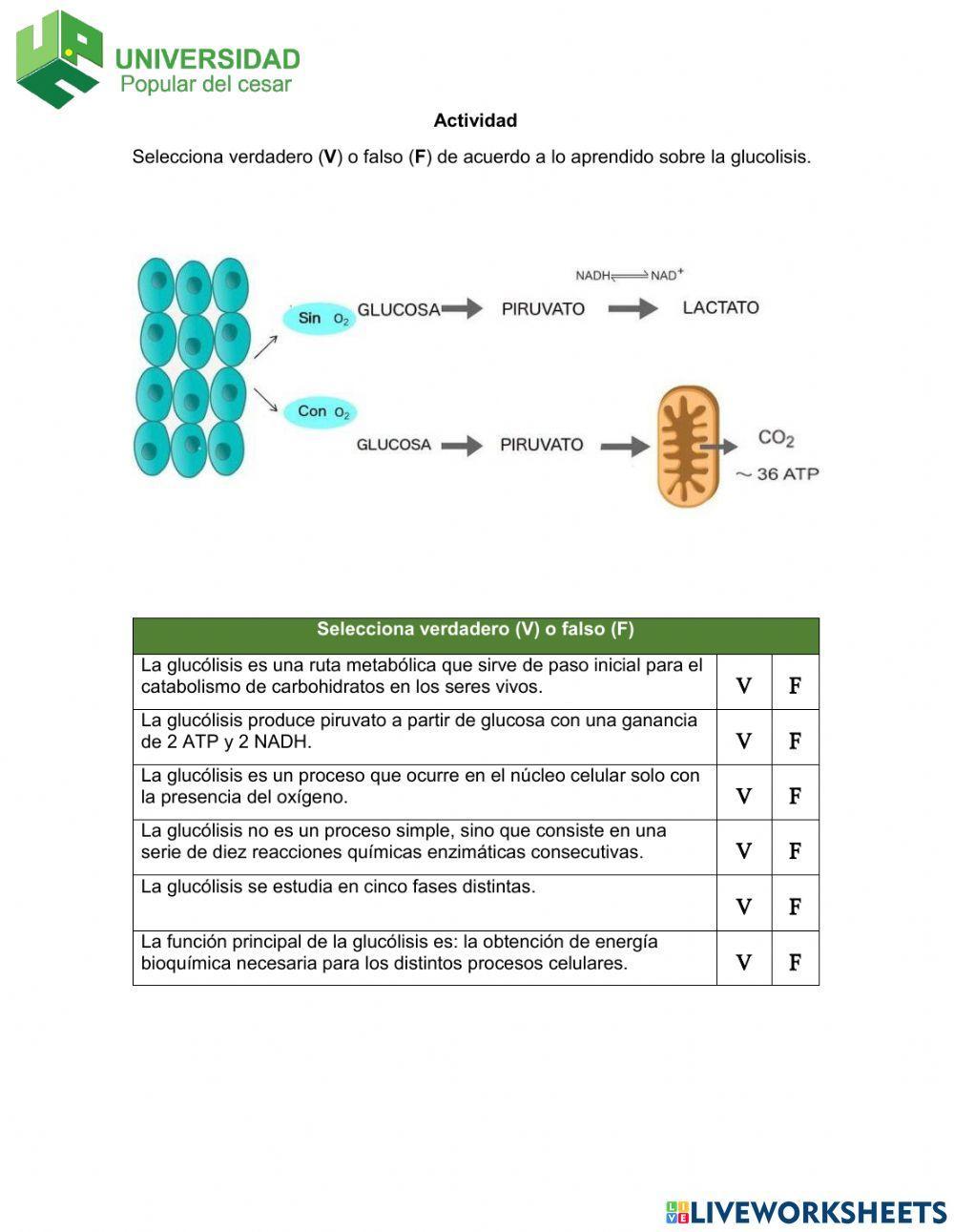 Glucolisis- Actividad de verdadero o falso 