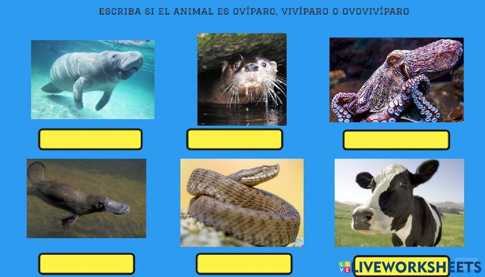 Clasificacion de animales