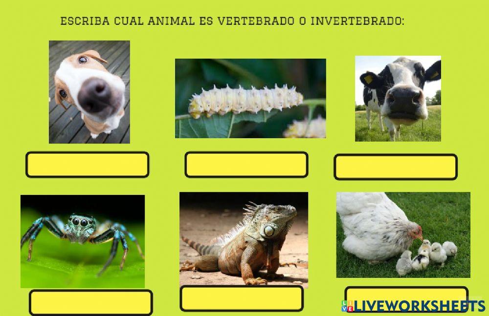 Clasificacion de animales