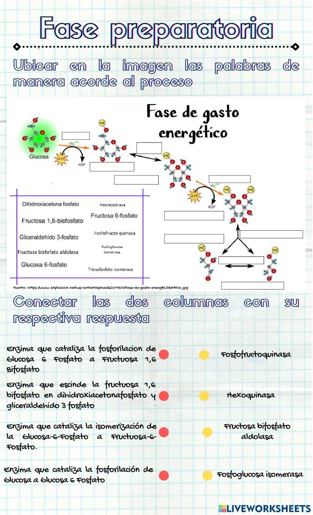 Fase preparatoria de la glucólisis