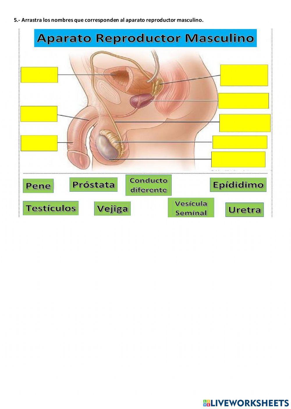 Ciclo menstrual y aparatos reproductores