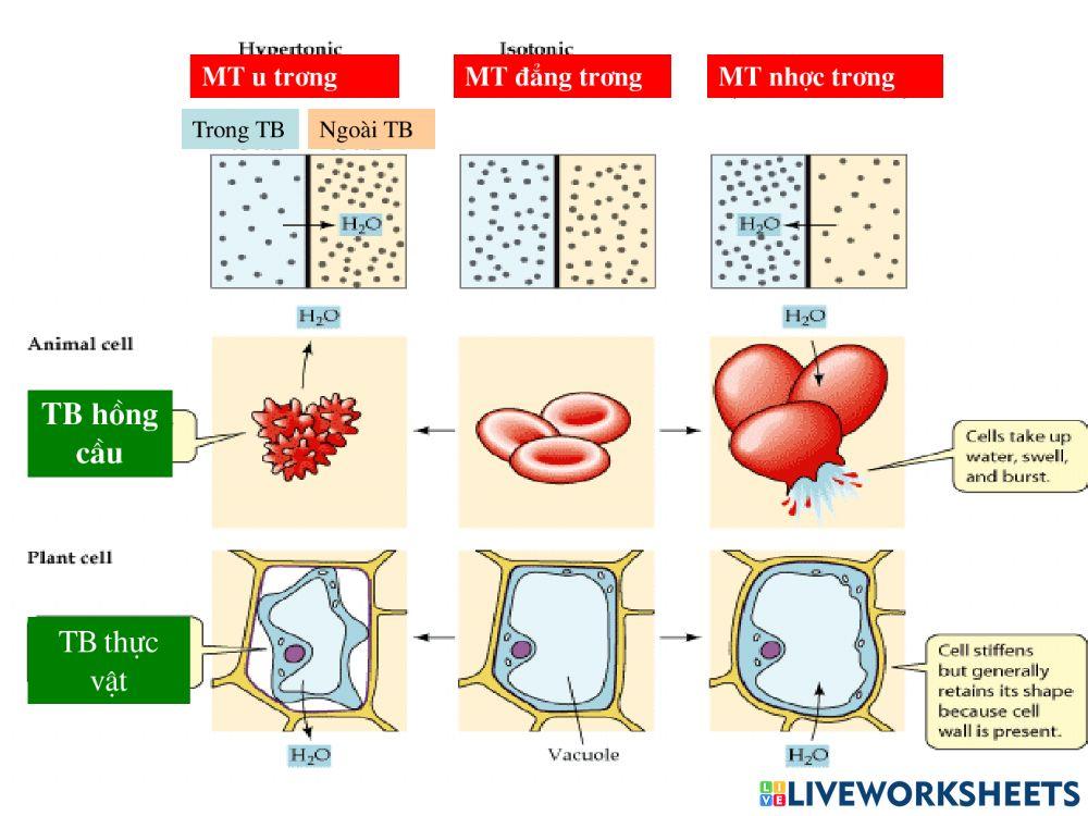 Vận chuyển các chất qua màng