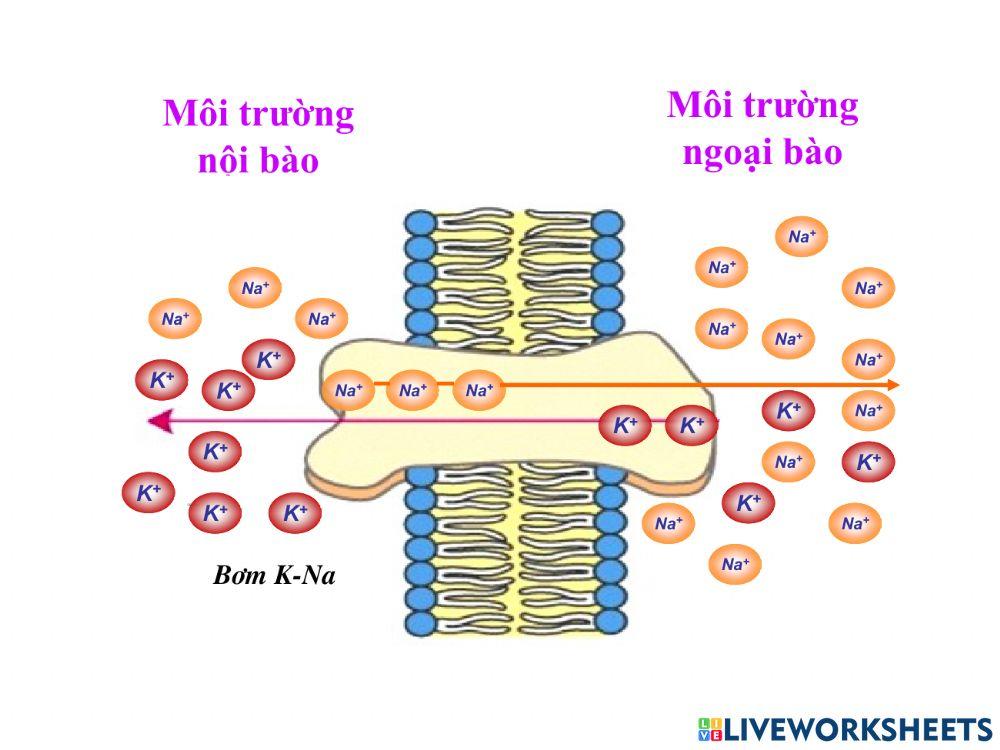 Vận chuyển các chất qua màng