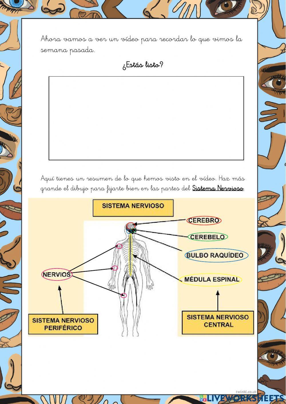 Los 5 sentidos y el sistema nervioso