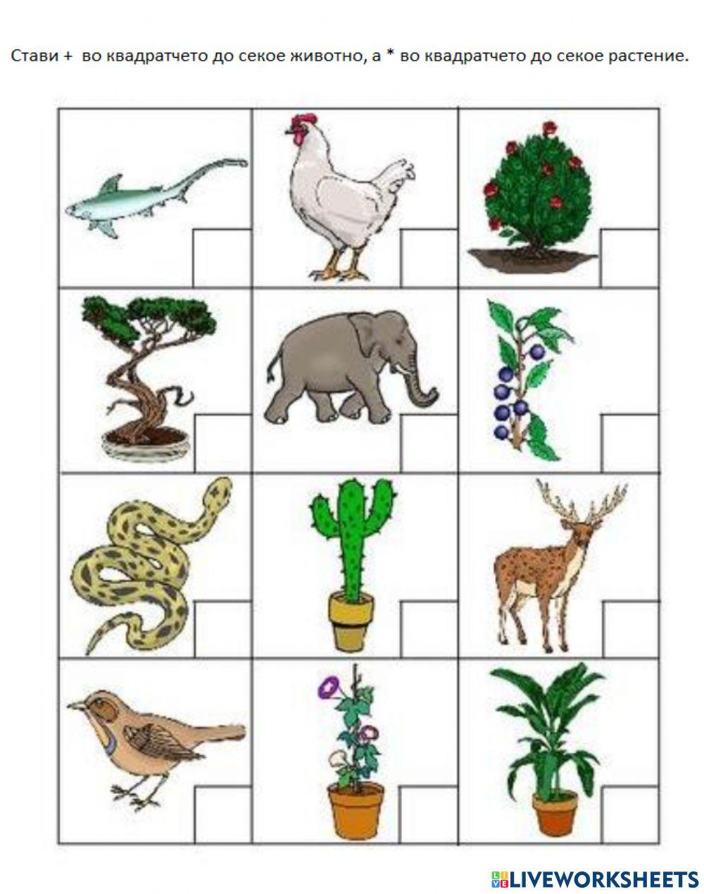 Растение или животно