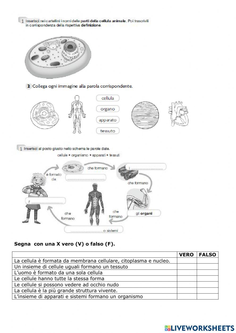 Cellula, apparati e sistemi