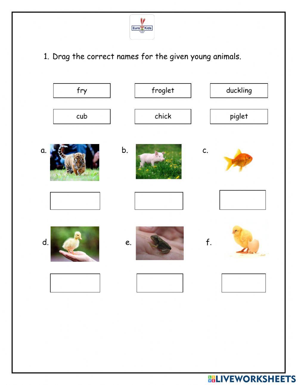 EVS Kg Assessment Worksheet Live Worksheets 44% OFF EVS Kg Assessment Worksheet Live Worksheets 44% OFF