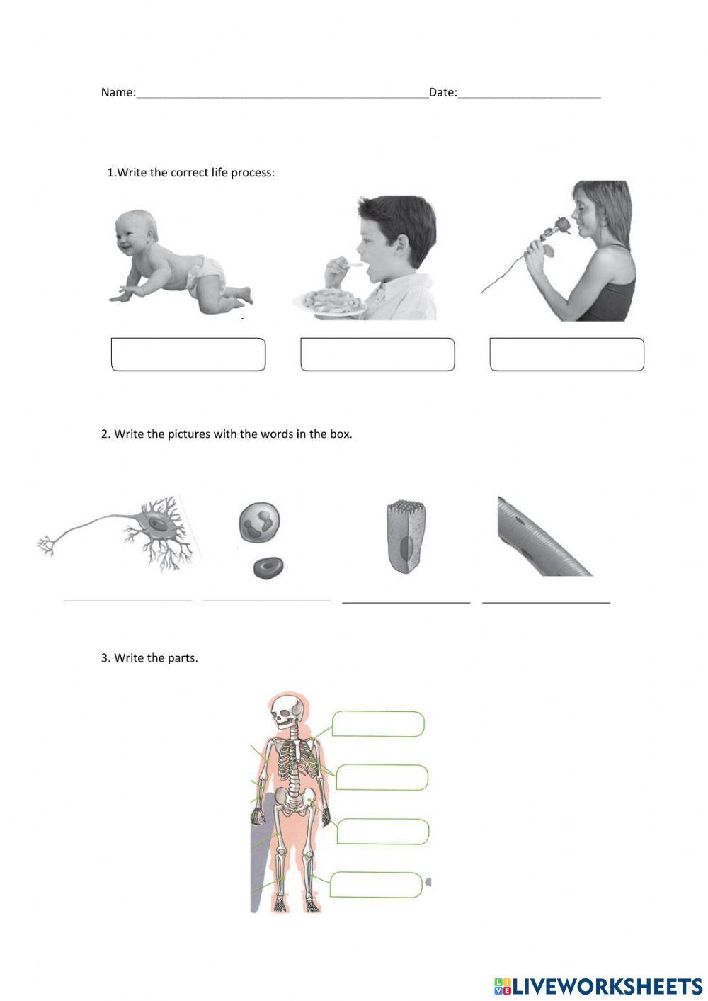 The parts of the body