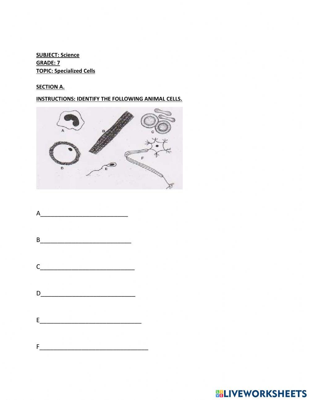 Specialized cells online exercise for live worksheets