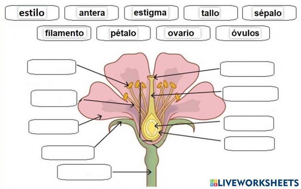 Reproducción de las plantas