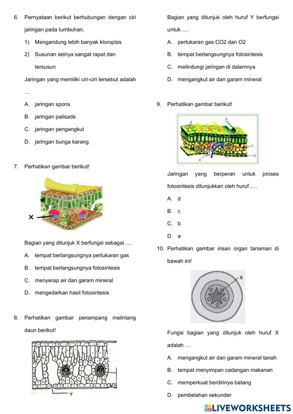 Penilaian Harian Struktur Jaringan Tumbuhan