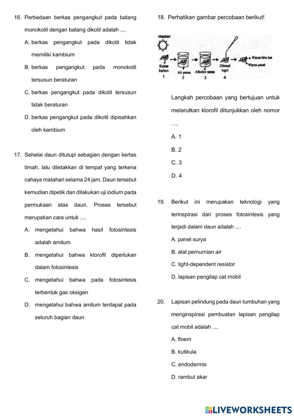 Penilaian Harian Struktur Jaringan Tumbuhan