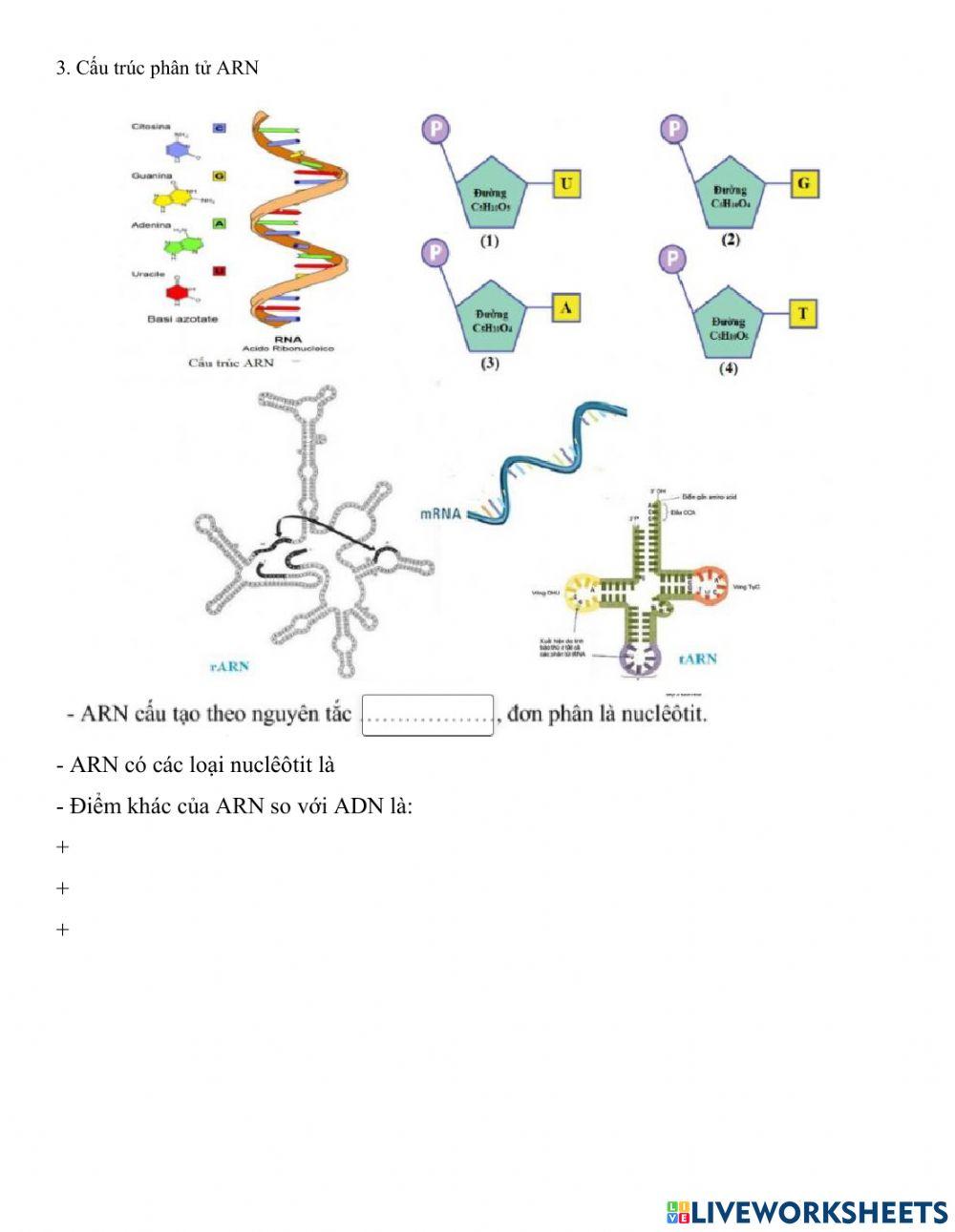 Ôn tập cấu trúc ADN và ARN
