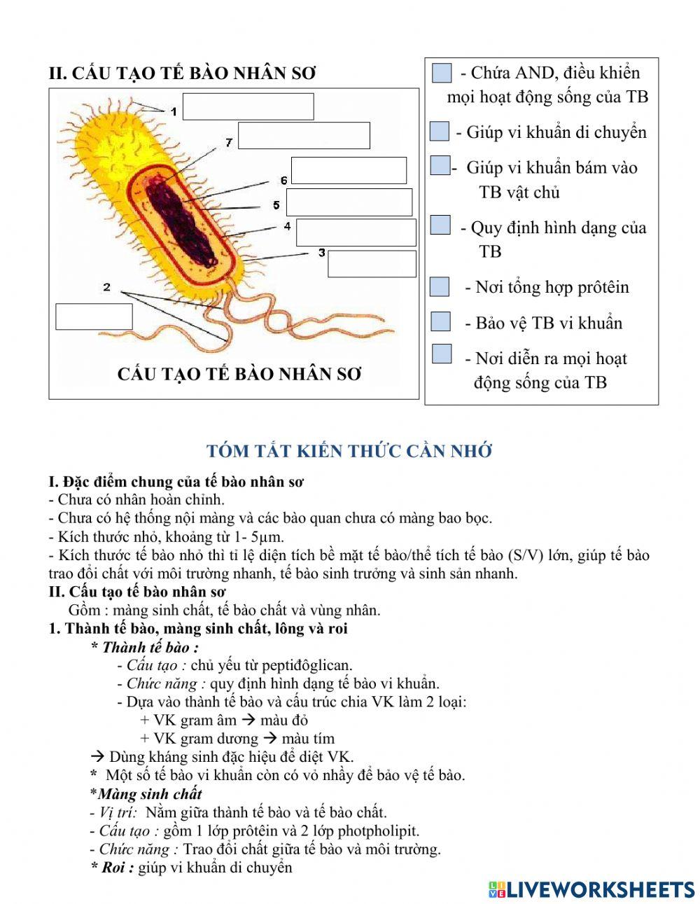 Sinh 10. Bài 7. Tế bào nhân sơ