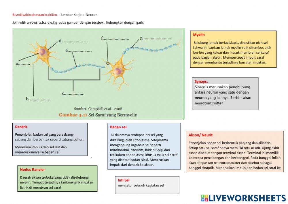 Lembar Kerja Sel Saraf - neuron