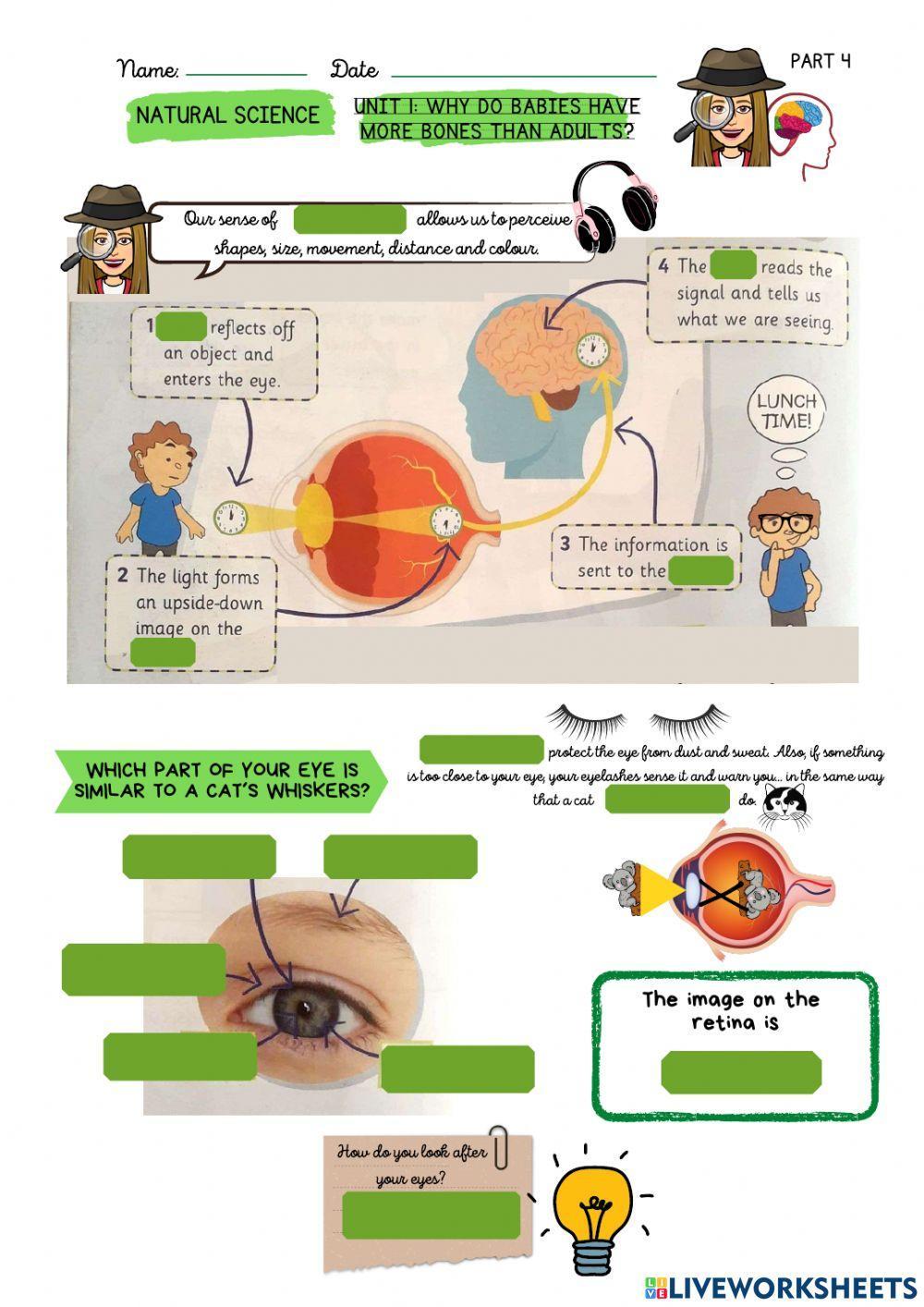 Unit 1:Why do babies have more bones than adults?
