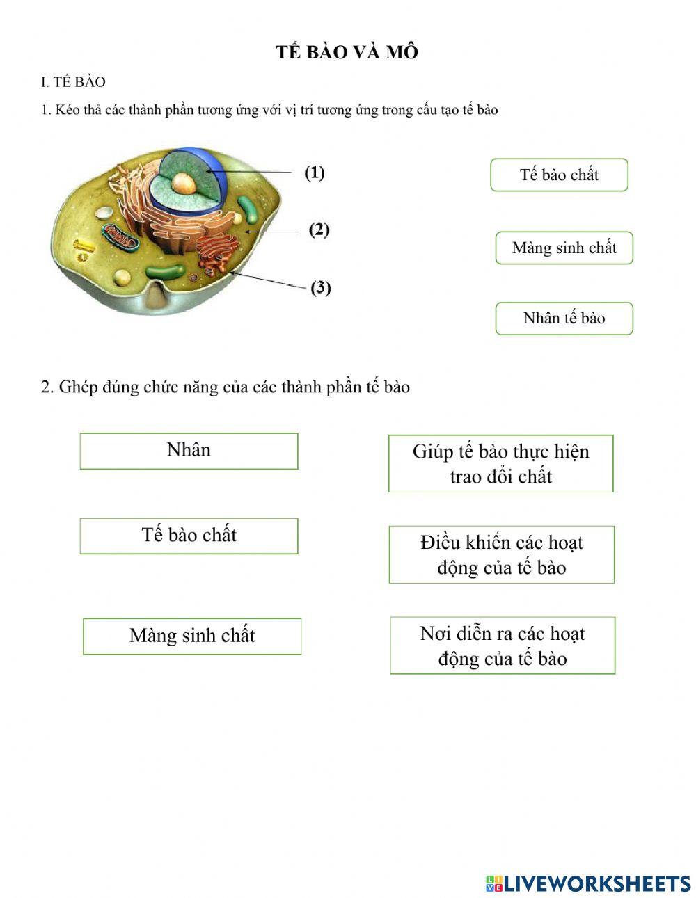Ôn tập kiến thức tế bào