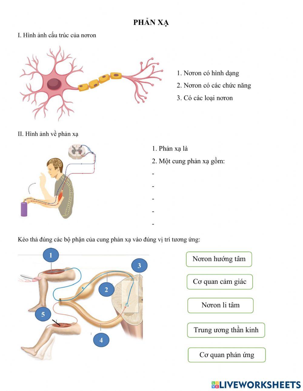Ôn tập kiến thức phản xạ