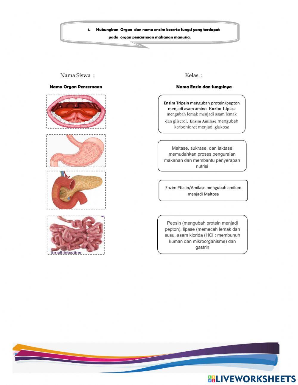 Organ penghasil enzim dan Fungsi Enzim Pada Pencernaan