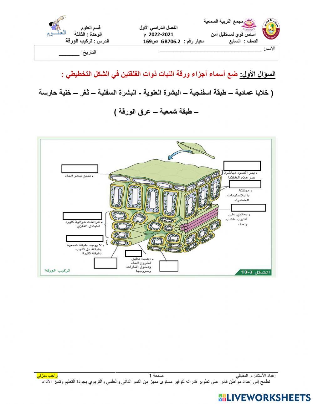 تركيب الورقة