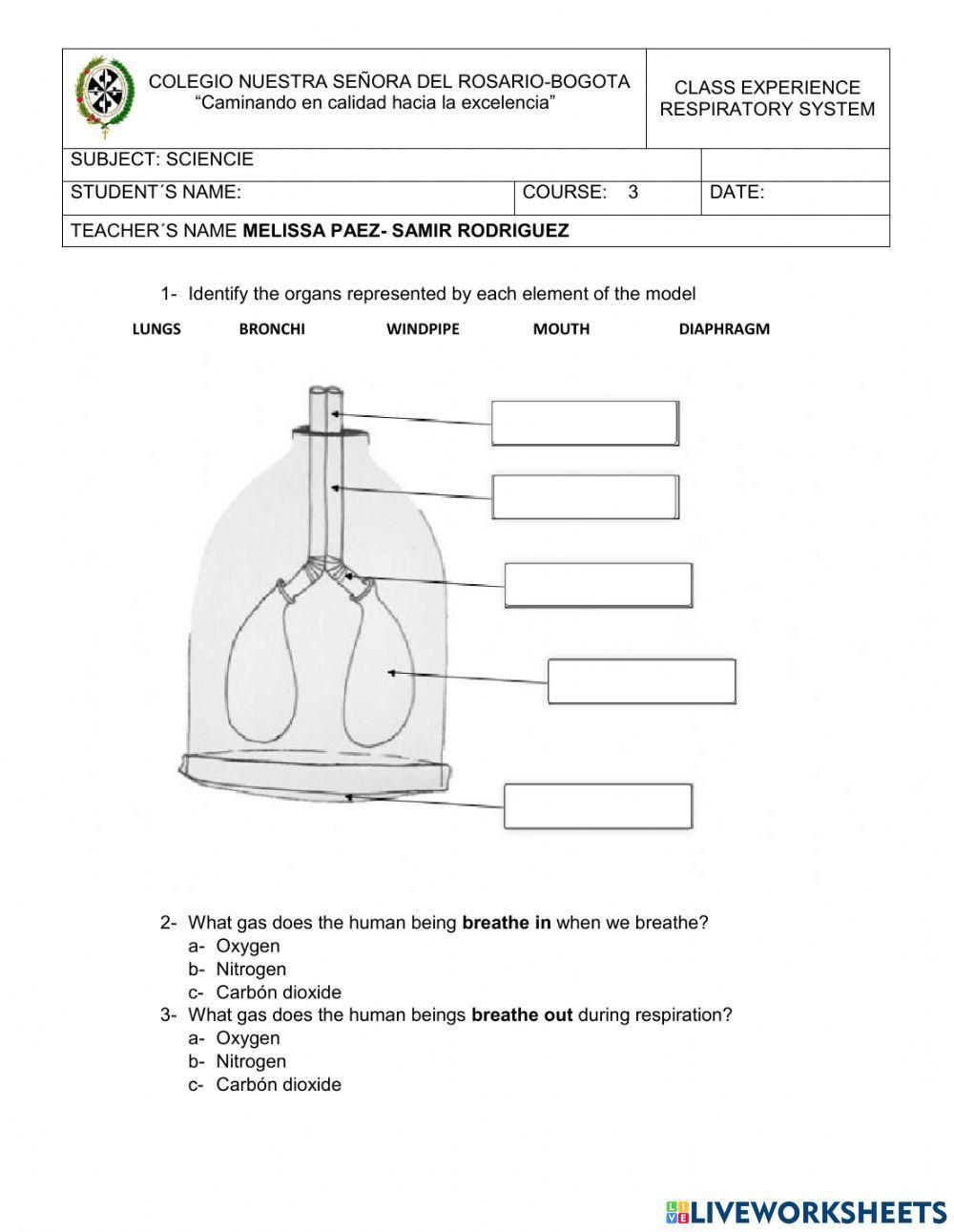Respiratory system model
