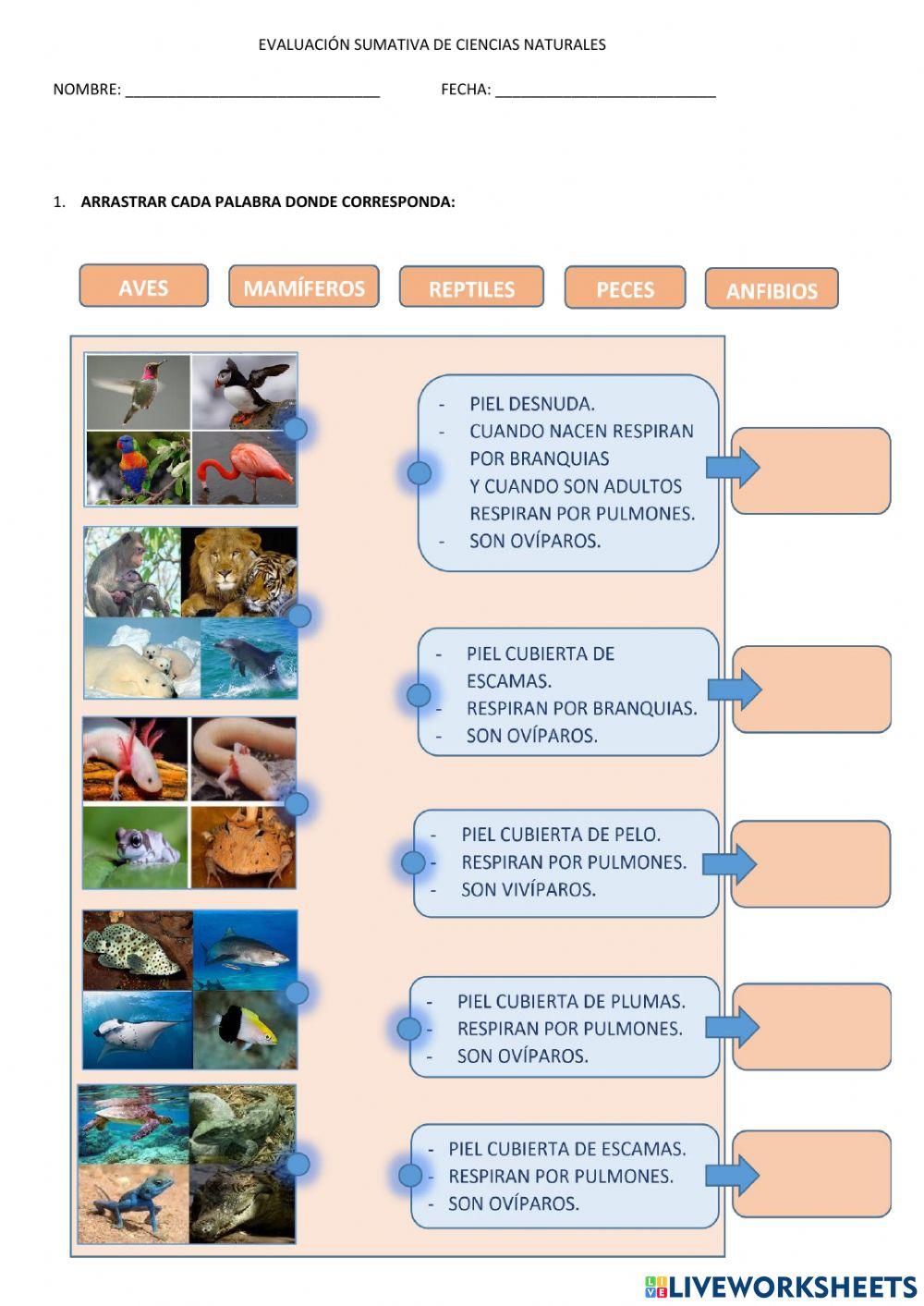 SUMATIVA CIENCIAS NATURALES  VERTEBRADOS-INVERTEBRADOS