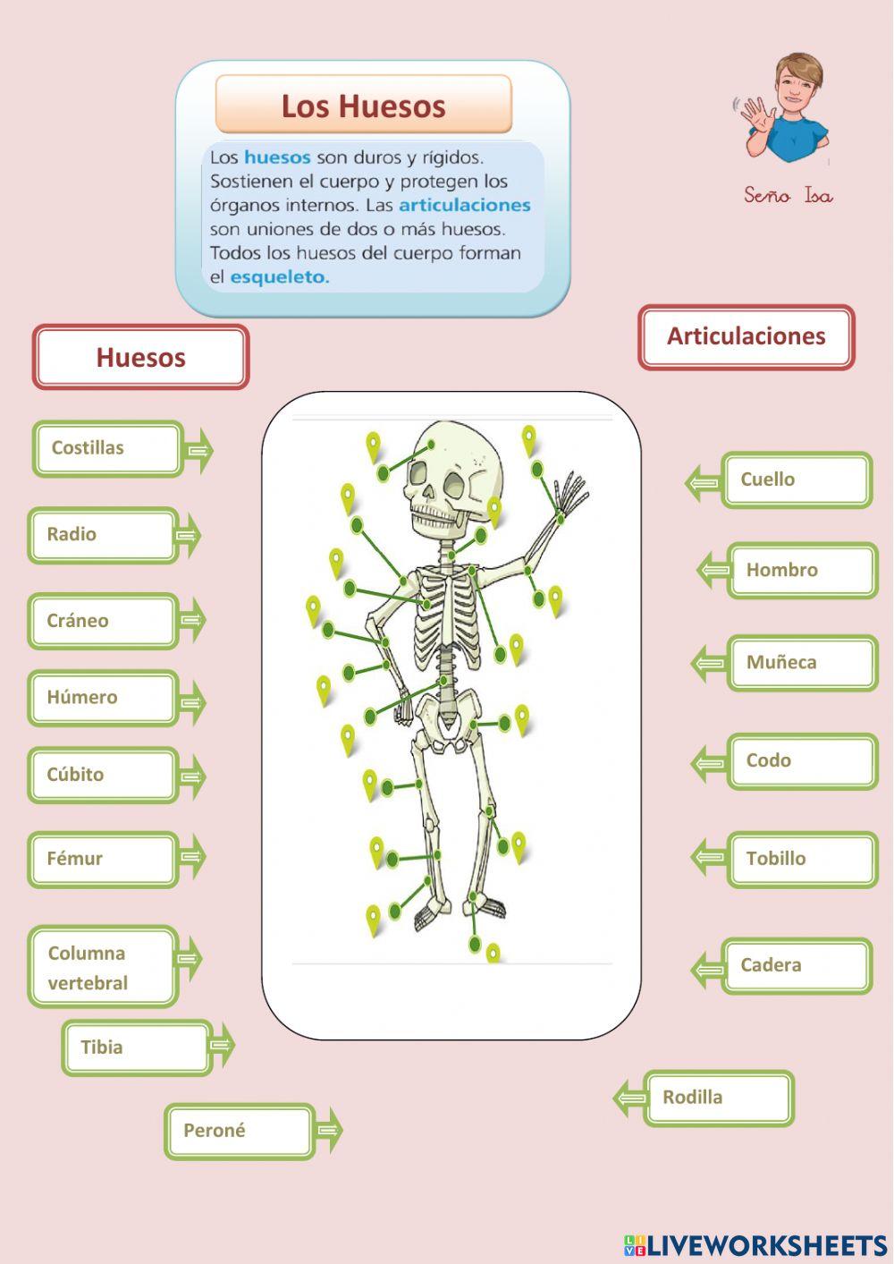 El aparato locomotor
