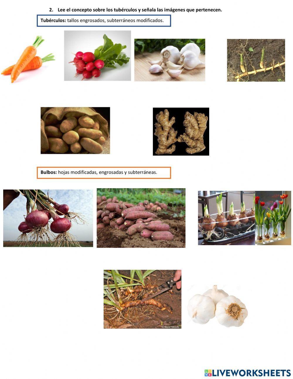 Reproducción de plantas con semilla