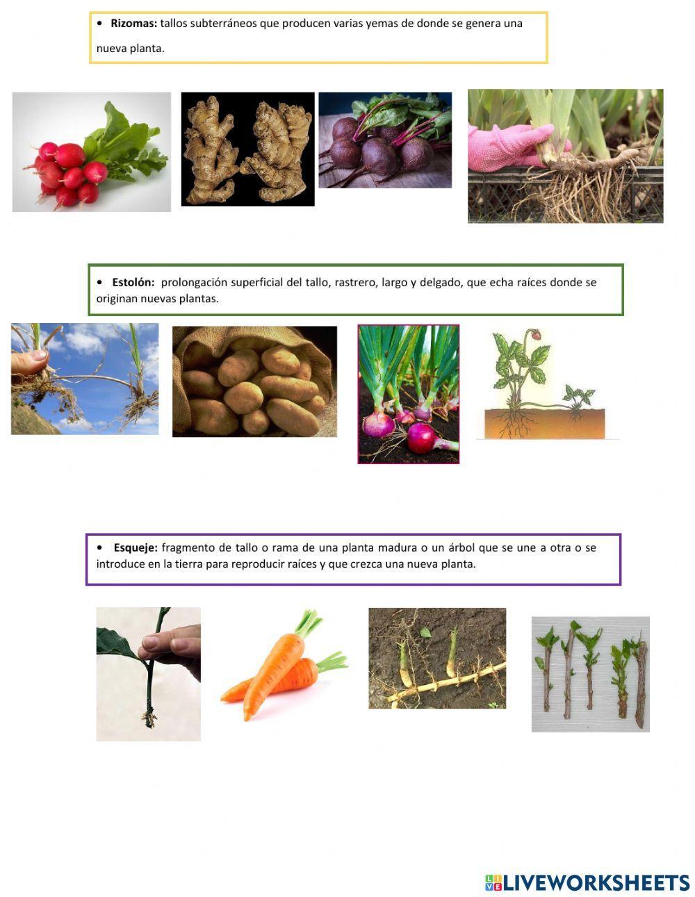 Reproducción de plantas con semilla