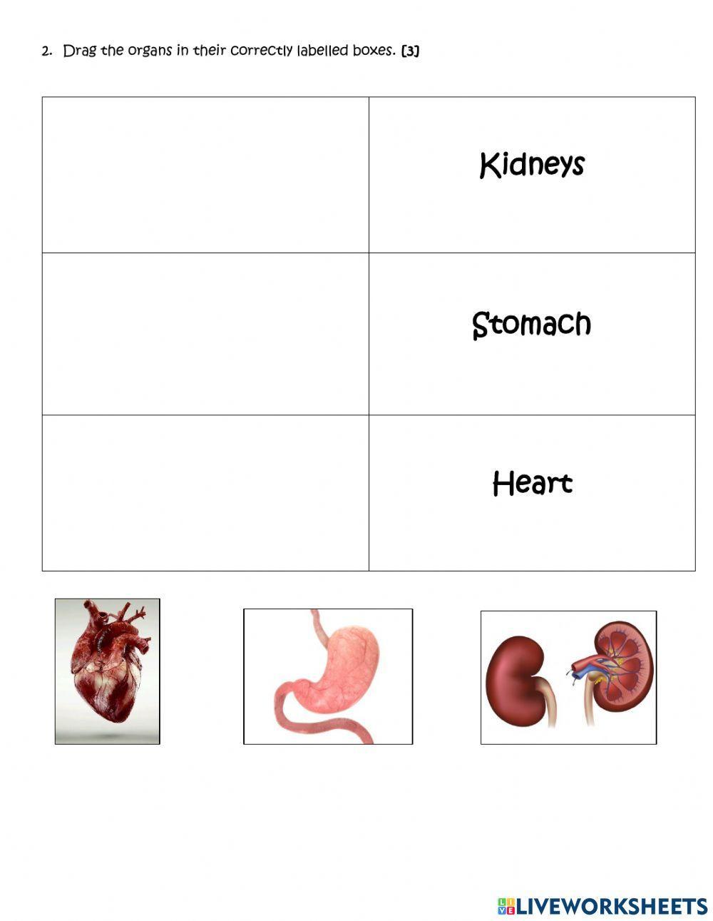 Tissues and Organs Match
