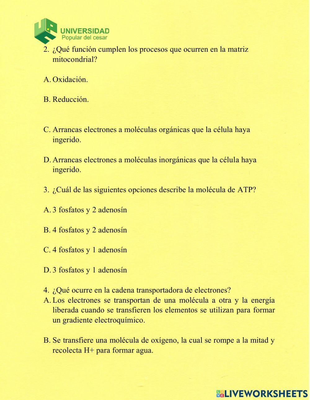 Actividades transporte de electrones y fosforilacion
