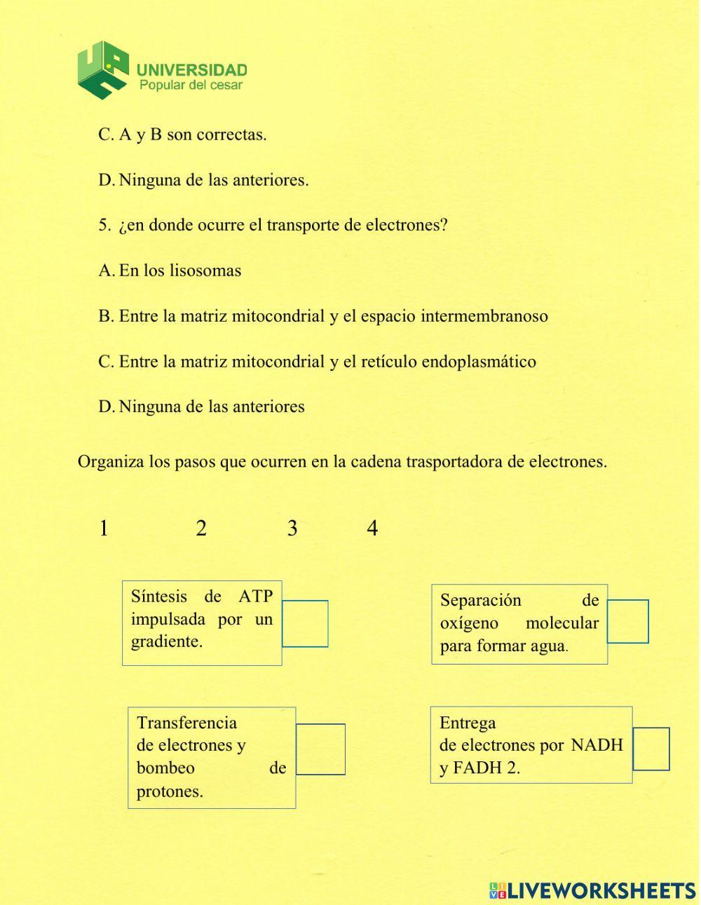 Actividades transporte de electrones y fosforilacion