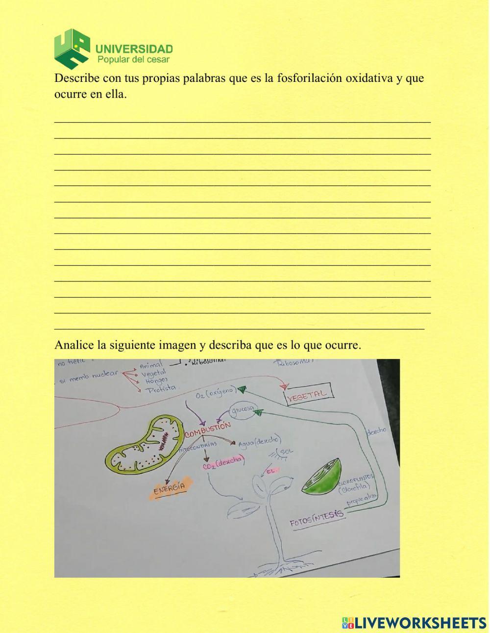 Actividades transporte de electrones y fosforilacion