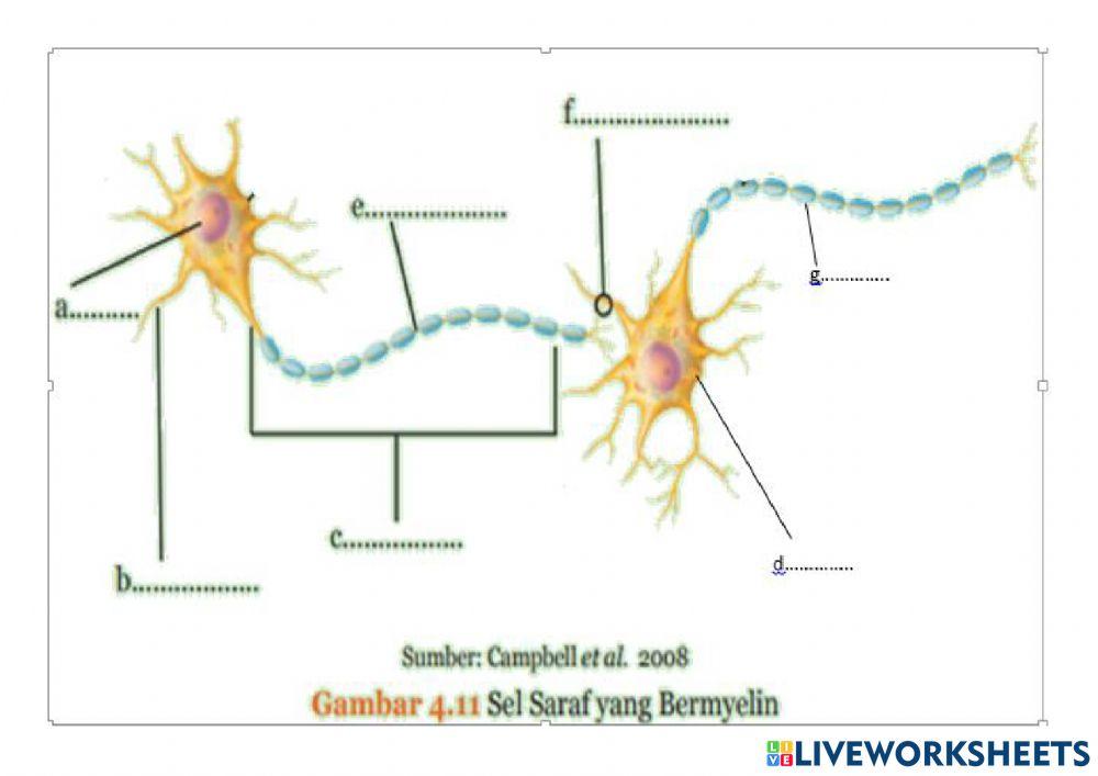 Neuron Cell
