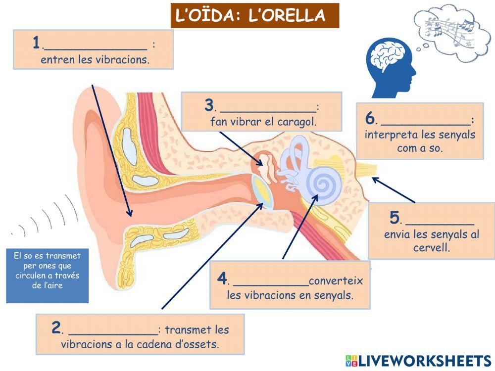 La funció de relacio