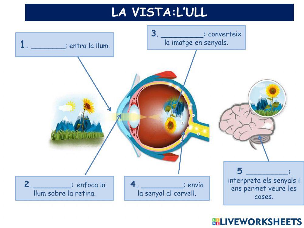 La funció de relacio
