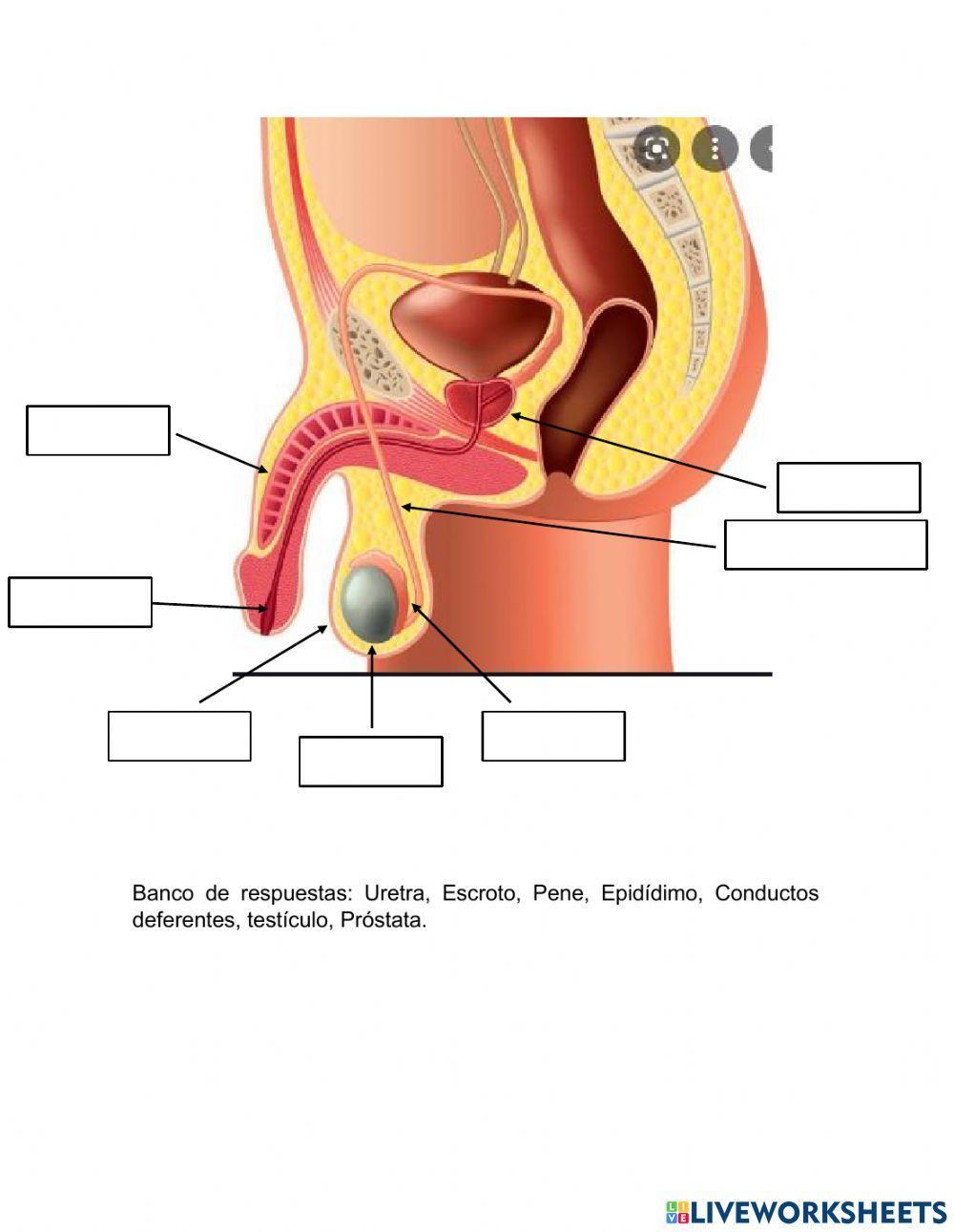 Aparato reproductor masculino y femenino