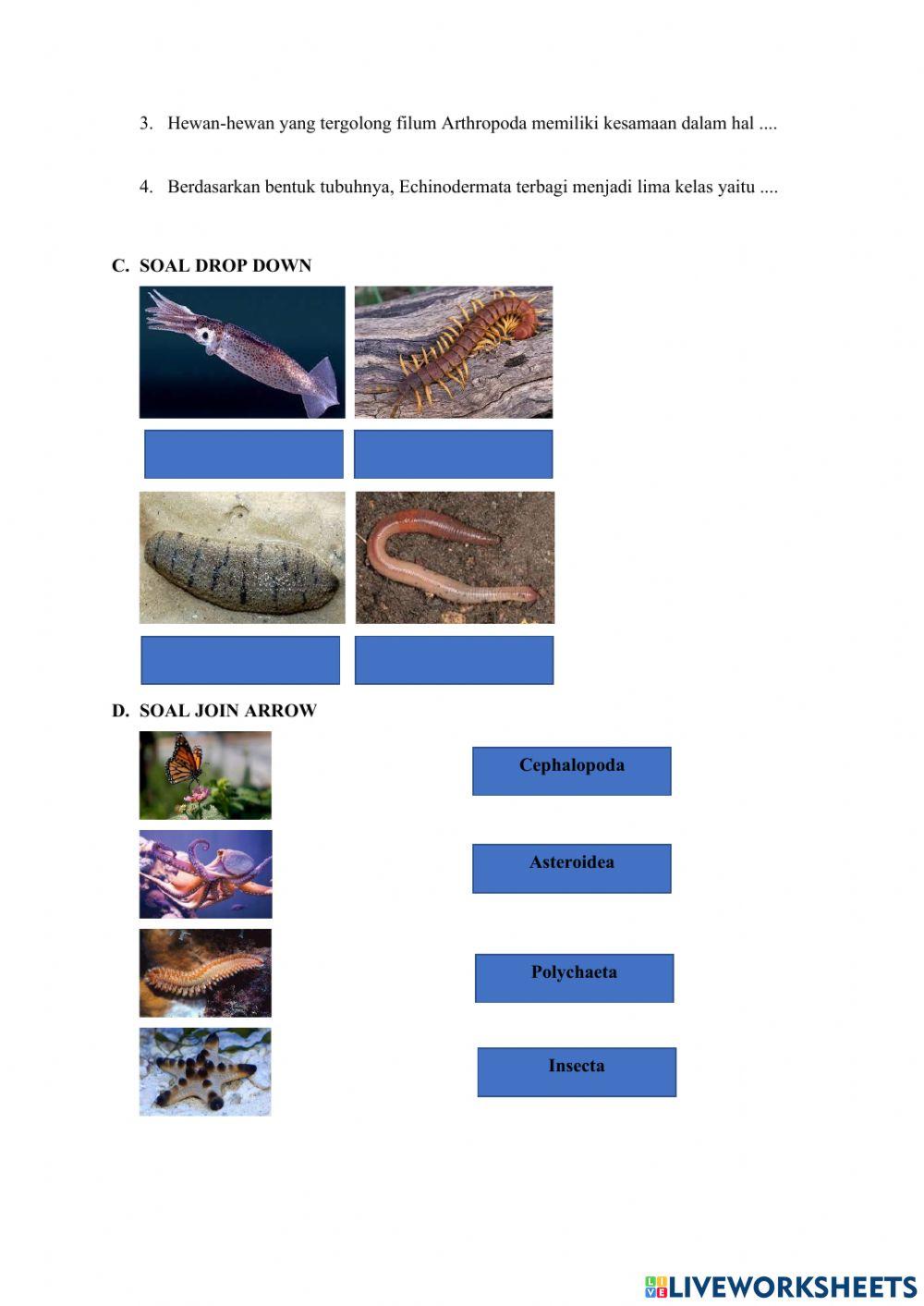 LKPD Animalia (Filum Annelida, Mollusca, Echinodermata, Arthropoda)
