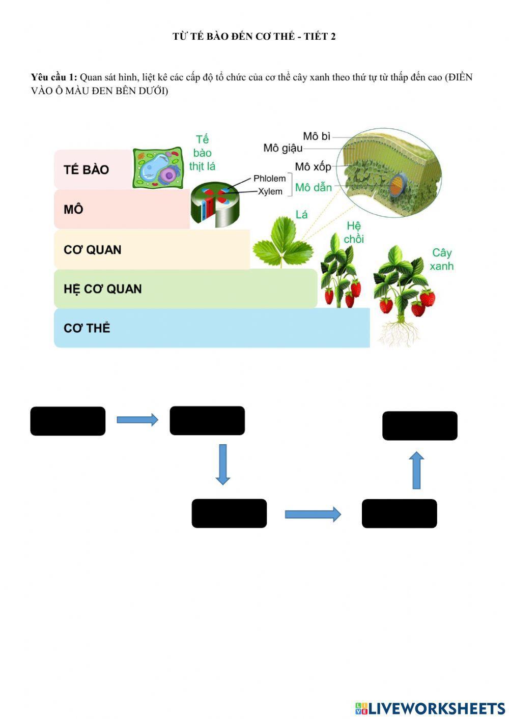 Từ tế bào đến cơ thể tiết 2