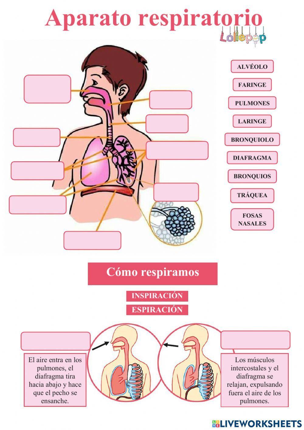 Aparato respiratorio