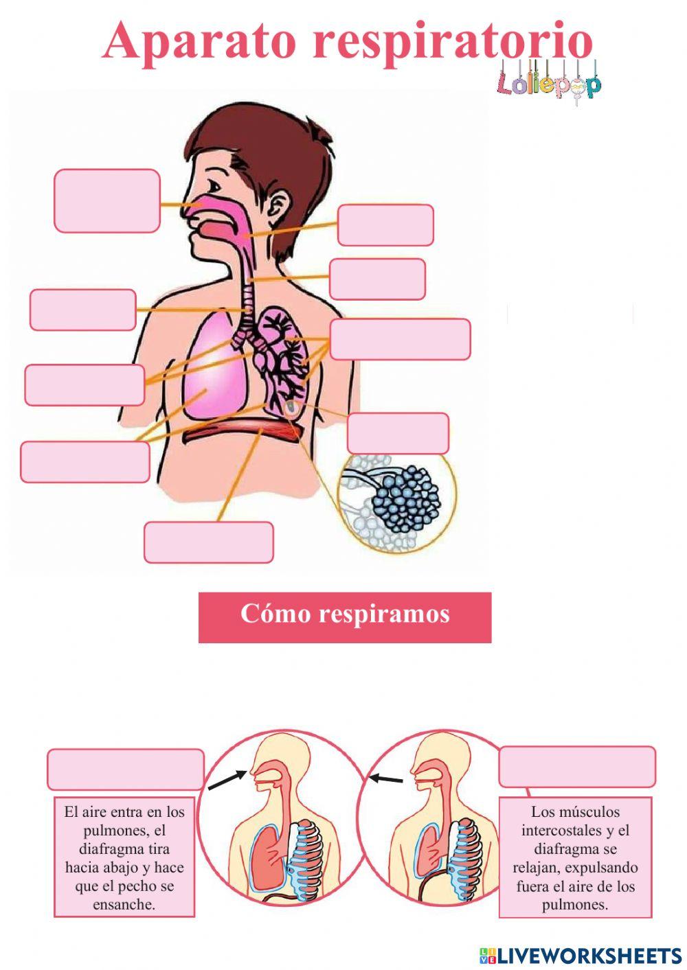 Aparato respiratorio