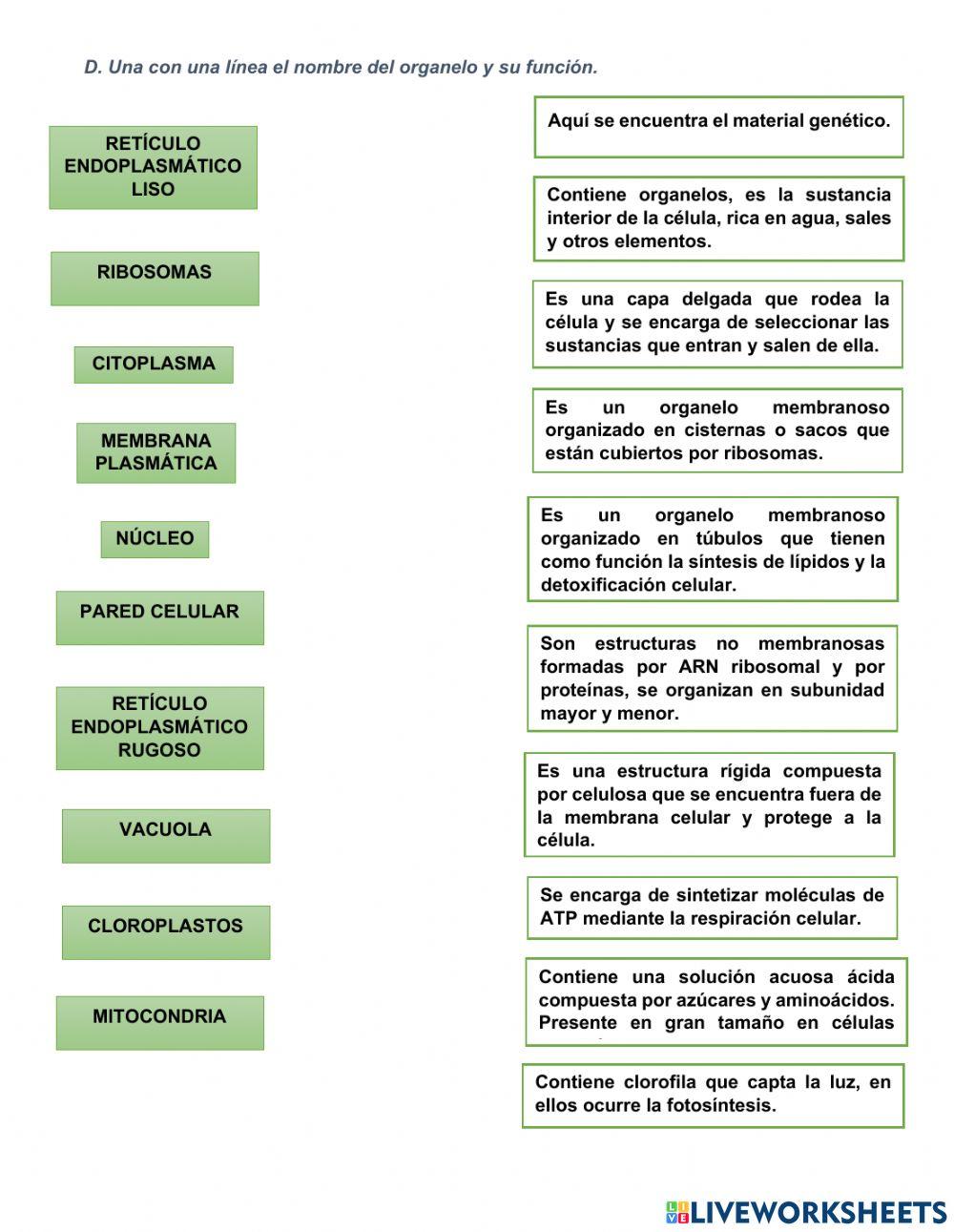 La célula y sus organelos La célula y sus organelos