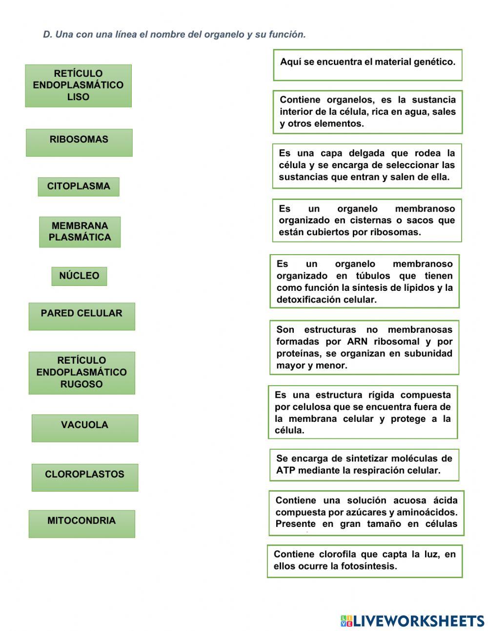 La célula y sus organelos