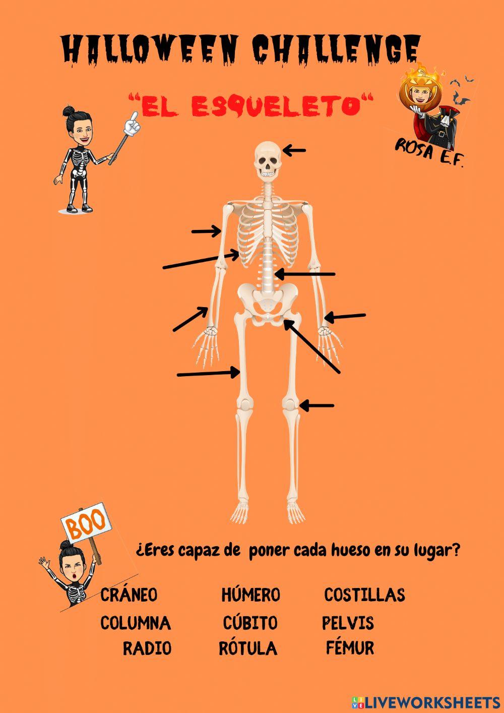Los Huesos del Cuerpo Humano